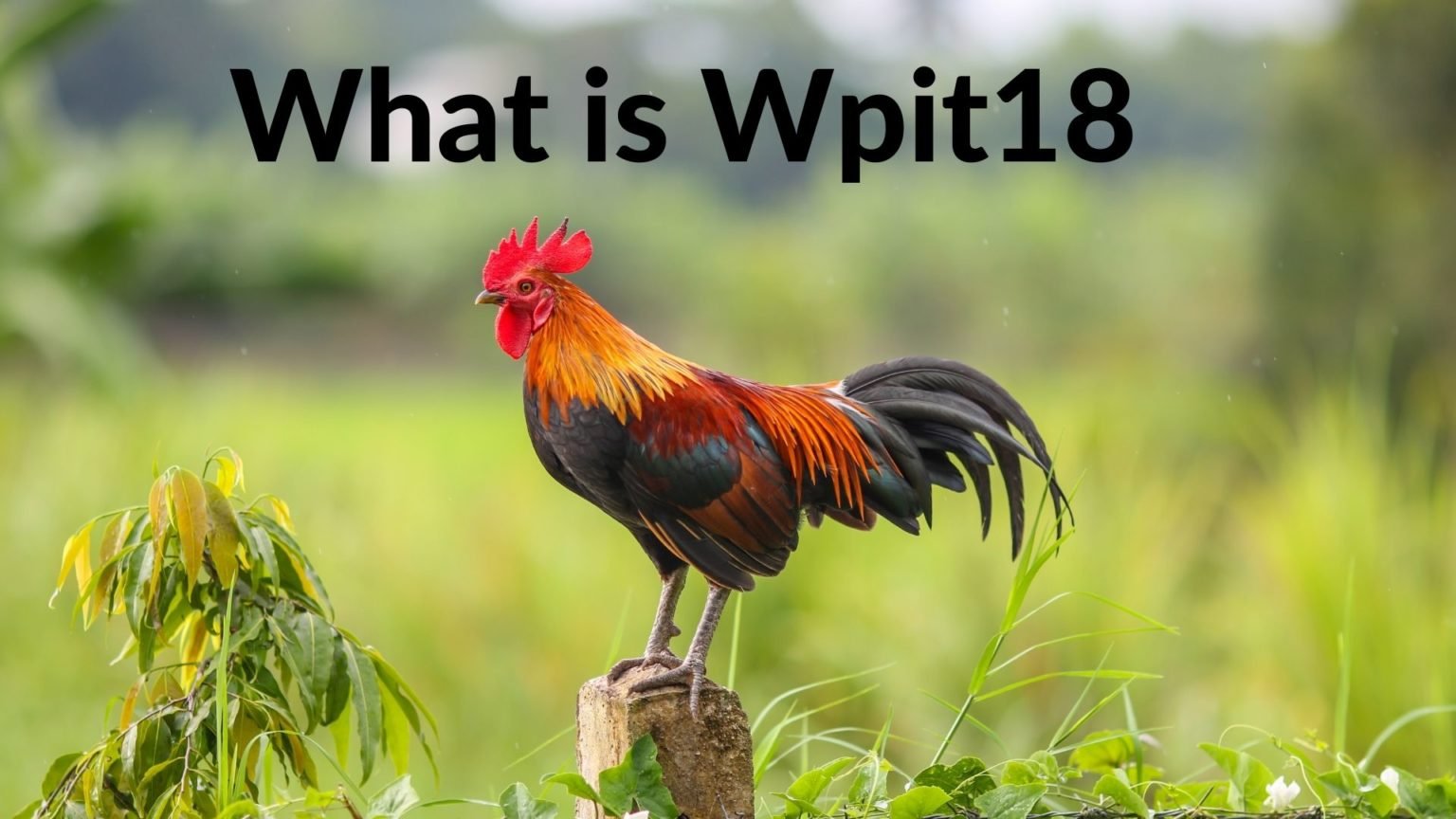 wpit18