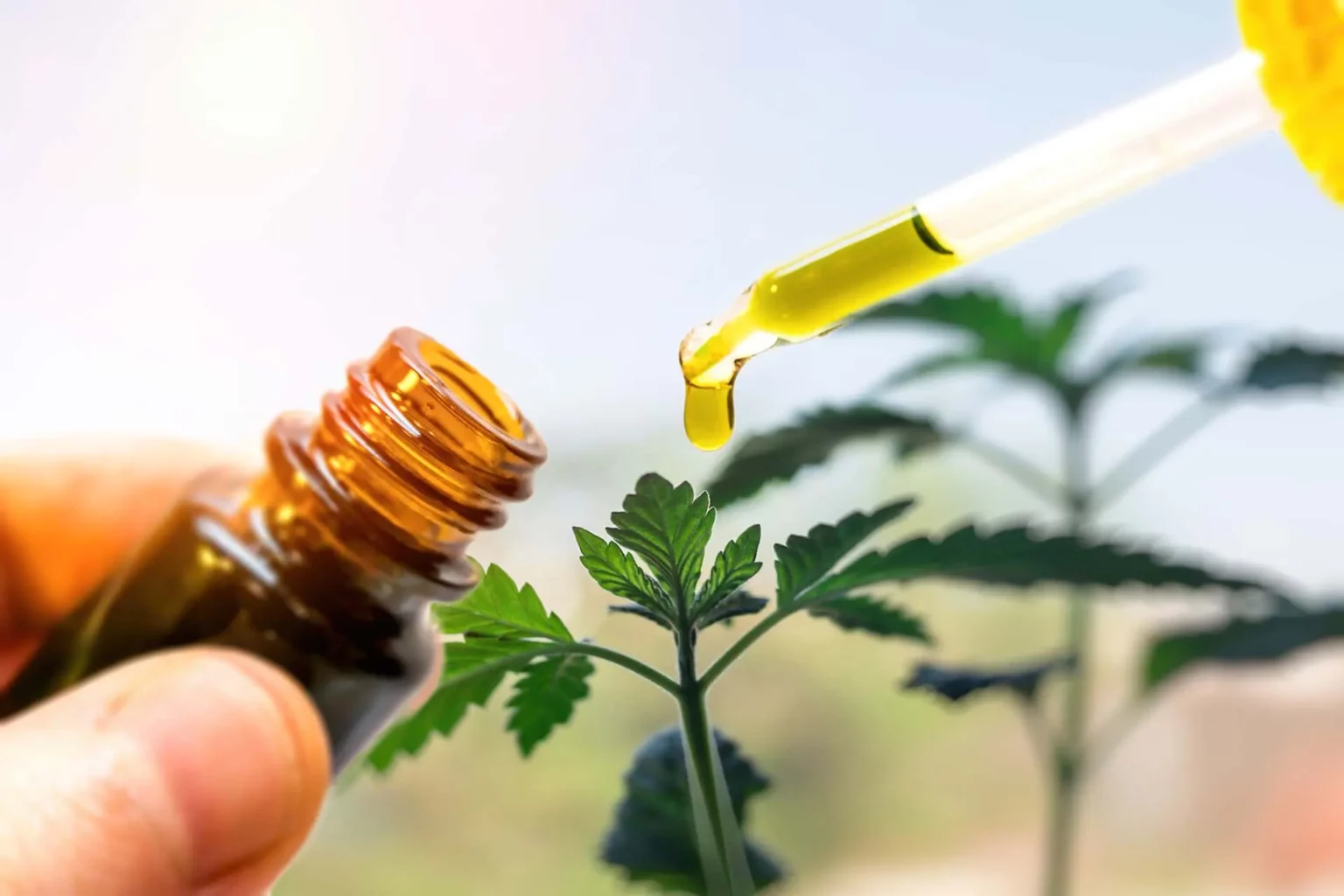 cbd isolate